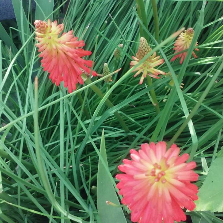 Plant image Kniphofia x praecox