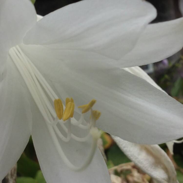 Plant image Hosta 'Paradigm'