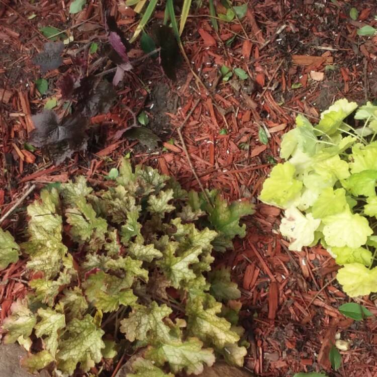 Plant image Heuchera 'Ginger ale'