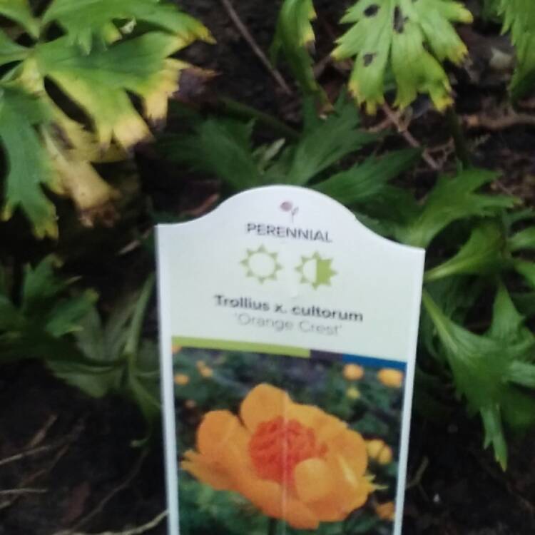 Plant image Trollius x cultorum 'Orange Crest'