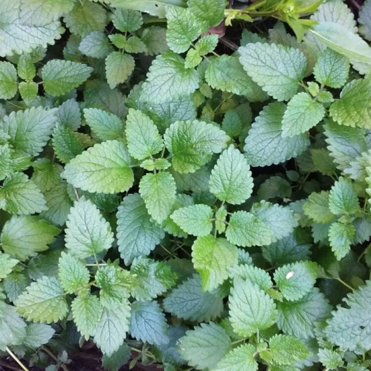 Plant image Mentha sachalinensis