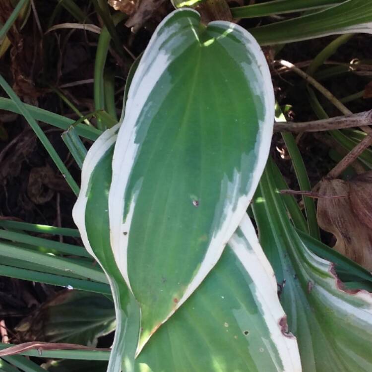 Plant image Hosta 'Blue Ivory'