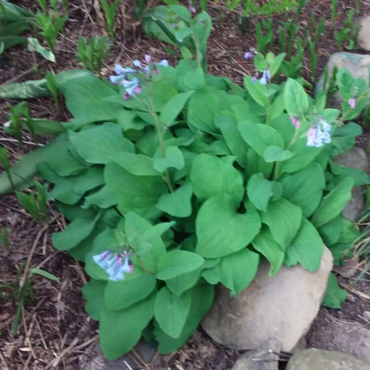 Plant image Mertensia virginica syn. Mertensia pulmonarioides