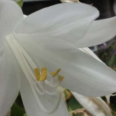 Lilium longiflorum