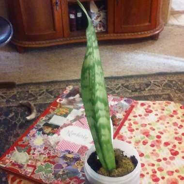 Sansevieria trifasciata