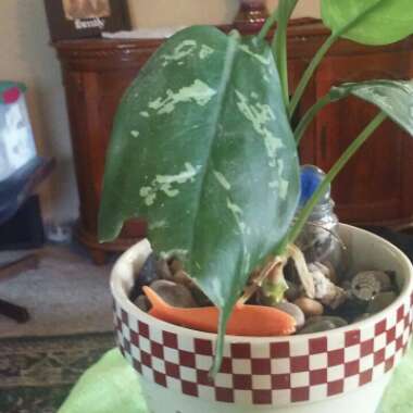 Aglaonema