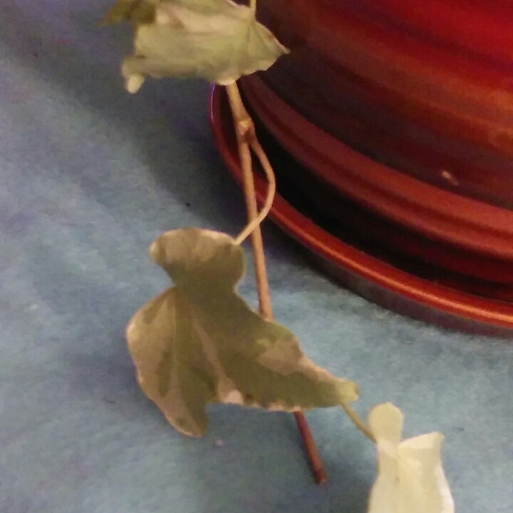 Plant image Hedera helix 'Cavendishii' syn. 'Marginata Minor'