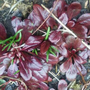 Oenothera