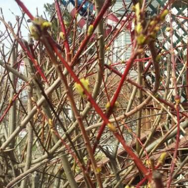 Salix integra 'Hakuro-nishiki' syn. Salix integra 'Nishiki Flamingo'