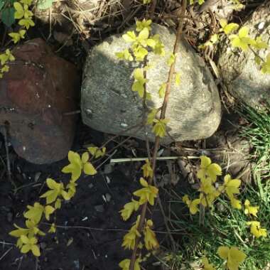 Spiraea japonica 'Candlelight'