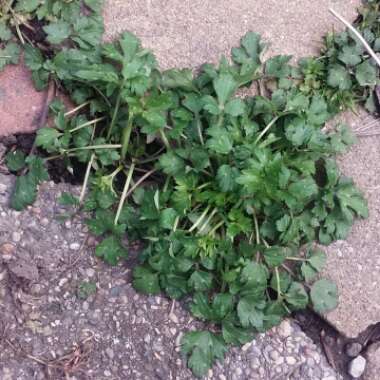 Ranunculus repens