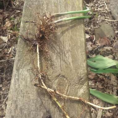 Convallaria majalis