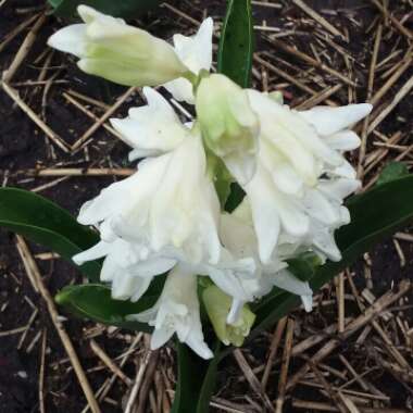 Hyacinthus orientalis 'Carnegie'