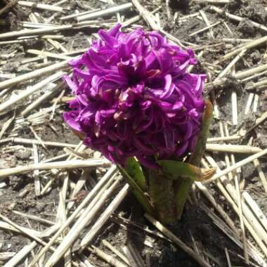 Hyacinthus orientalis 'Miss Saigon'