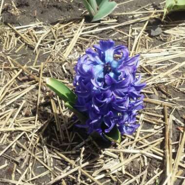 Hyacinthus orientalis 'Delft Blue'