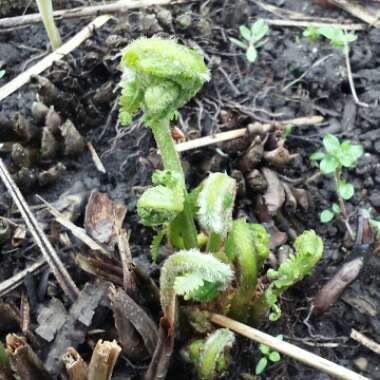 Osmunda cinnamomea