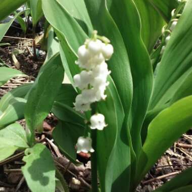 Convallaria majalis