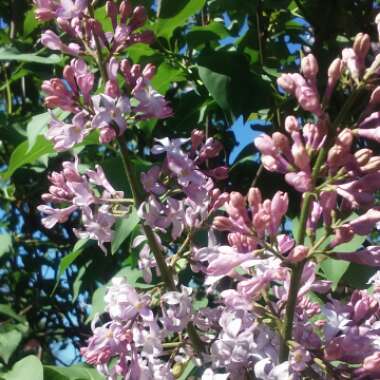 Syringa