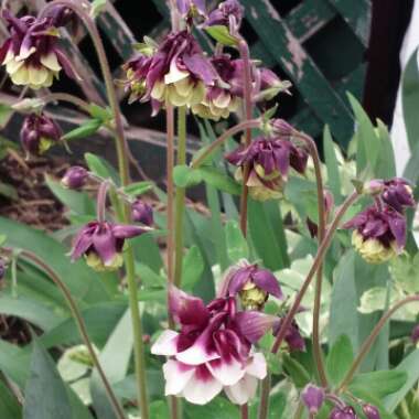 Aquilegia