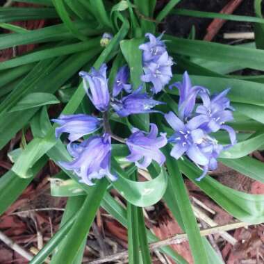 Hyacinthoides hispanica