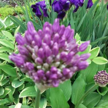 Allium sphaerocephalon