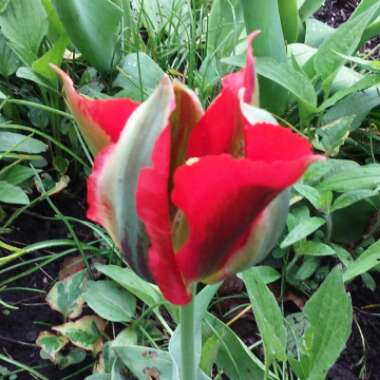 Tulipa