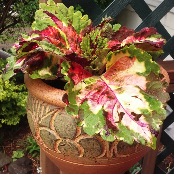 Plant image Plectranthus scutellarioides 'Scatter Splatter'