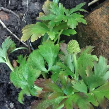 Anemone blanda 'Blue Shades'