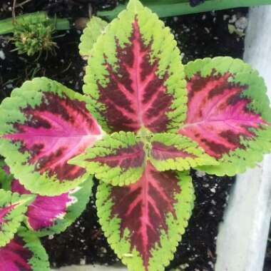 Solenostemon scutellarioides 'Pas2026' (Wizard Series) syn. Solenostemon scutellarioides 'Wizard Rose'