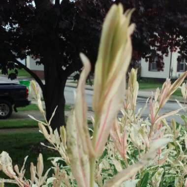 Salix integra 'Hakuro-nishiki' syn. Salix integra 'Nishiki Flamingo'