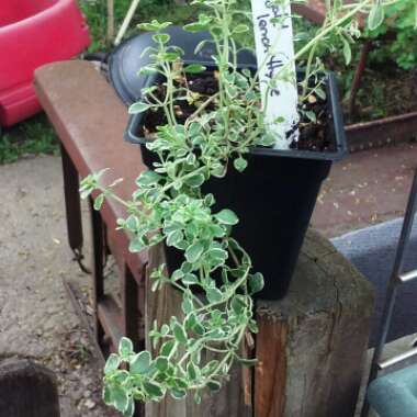 Thymus Citriodorus 'Prostrate'