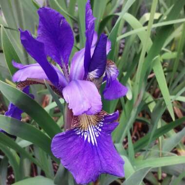 Iris sibirica