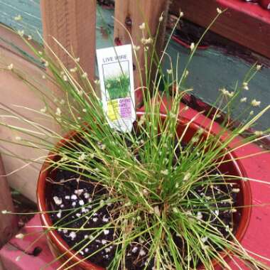 Isolepis Cernua 'Fairy Lights'