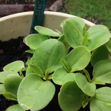 Impatiens balfourii