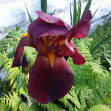 Iris x germanica 'Prince of Burgundy'