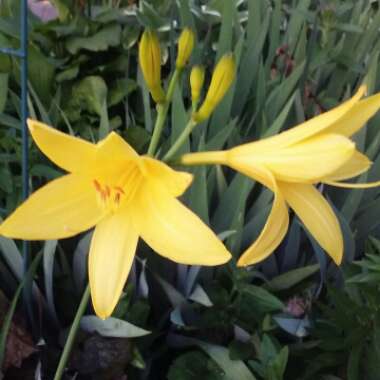 Hemerocallis 'Bonnie John Seton'