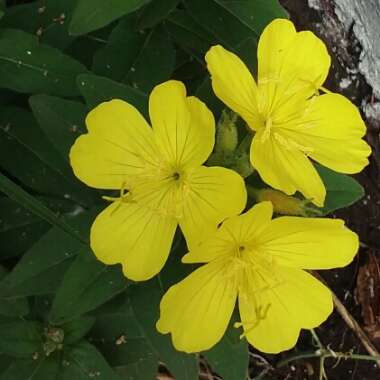 Oenothera