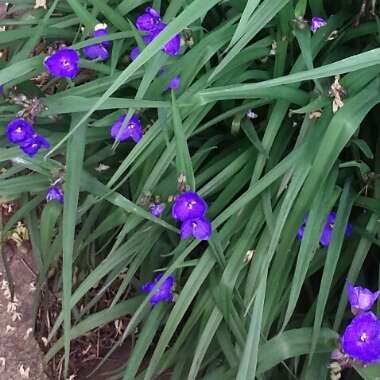 Tradescantia ohiensis