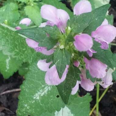 Lamium maculatum