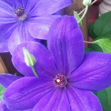 Clematis