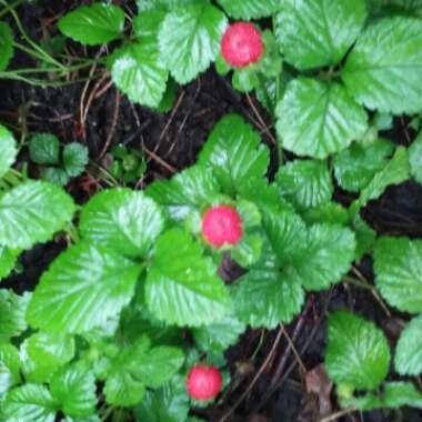 Fragaria vesca