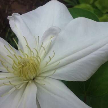 Clematis