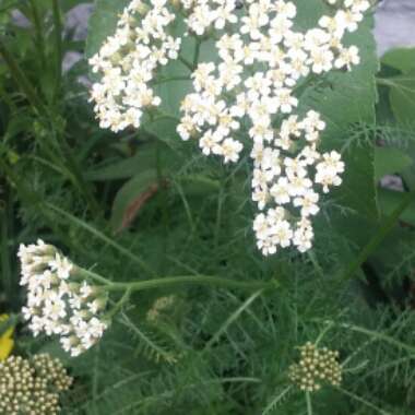 Achillea