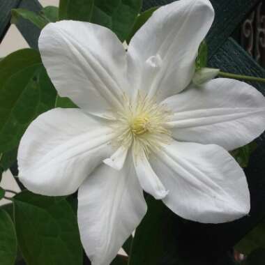 Clematis