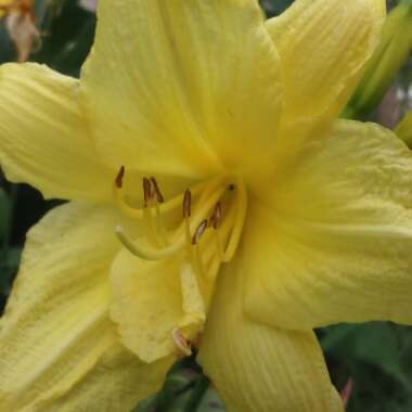 Hemerocallis 'Bonnie John Seton'