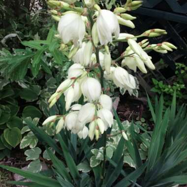 Yucca