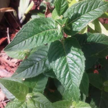 Monarda Didyma 'Balmy Lilac'