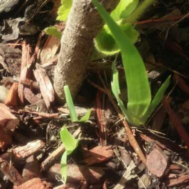 Iris domestica syn. Belamcanda chinensis