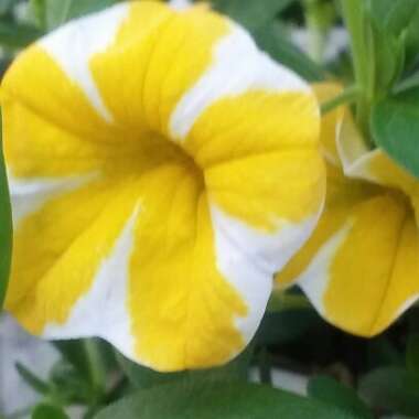 Calibrachoa Superbells® 'Lemon Slice'