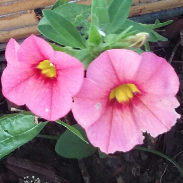 Calibrachoa